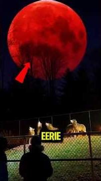 5 Terrifying Moon Phenomena That Will Freak You Out 🌕