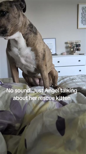 #kittens #pitbull | kittens