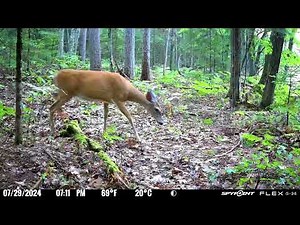 Vilas County WI Spypoint cell cam corrupted SD card (Full sd card) 7/29/2024-9/9/2025