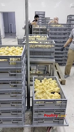 14K views · 151 reactions | It generally takes 21 days to convert a...