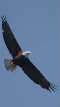 Why the Bald Eagle Now Represents More Than Freedom