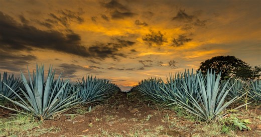How to make a Ponche Mexicano cocktail like Laelia Tequila does