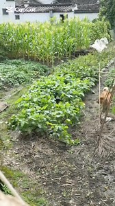 Good morning #animals | Nero Nero