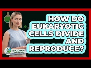 How Do Eukaryotic Cells Divide And Reproduce?