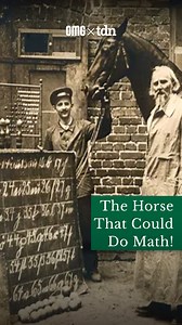 1.4K views | Can Horses Solve Math Problems? Meet Clever Hans, the horse who had everyone believing he was a math genius!➕ Follow us for more intriguing stories! #CleverHans #HorseGenius #AnimalIntelligence #PsychologyHistory #MathHorse #ObserverEffect #ScienceMyths #HistoricalHoaxes #EquineStories #TheDailyNet #foryou #explorepage #viralcontent #fyp #AnimalBehavior #tdn #thedailynet | OMG | Facebook