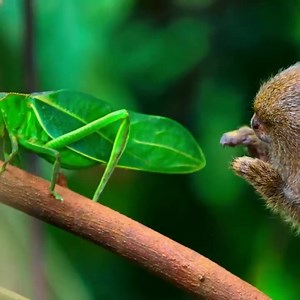 10K reactions · 7K shares | This adorable pygmy marmoset just couldn't resist saying hello. Pygmy marmosets may be the world's smallest monkeys, growing to just 5-6 inches long, but they're also some of the most curious and social animals of the rainforest. You can help us protect incredible (and cute) wildlife life this today. : Tiny World | Stand For Trees | Facebook