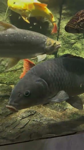 Unique Vegan Fish Menu: No Vegetarian in Sight! ScarCarp Arapaima AlligatorGar