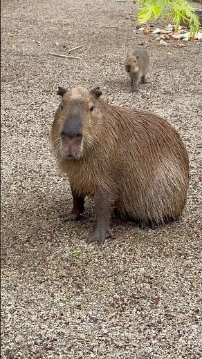easy crochet CAPYBARA #amigurumi