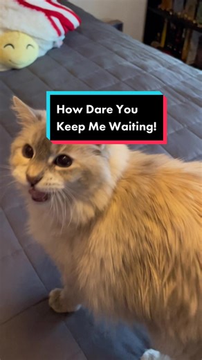Cat Throws Temper Tantrum for Making Her Wait