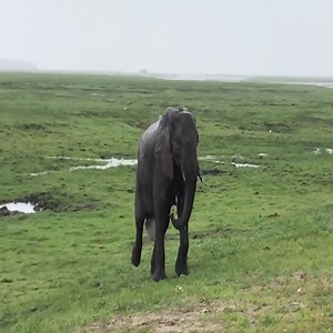 The herd of elephants happily sheltered to welcome the baby elephant born | Elephant' Life