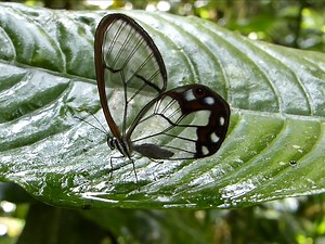 拟晶眼蝶Pseudohaetera hypaesia