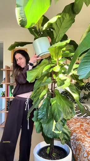 Fiddle Leaf Fig Propagation Tips: Success and Failures
