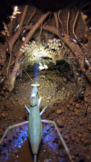 POV: You're Nature's Ultimate Ninja 😱🥷 (Waiting for Prey) | Praying Mantis (Order Mantodea)