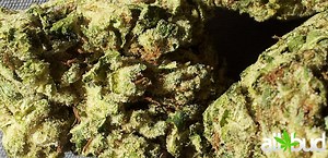 Sage OG | Marijuana Strain Reviews