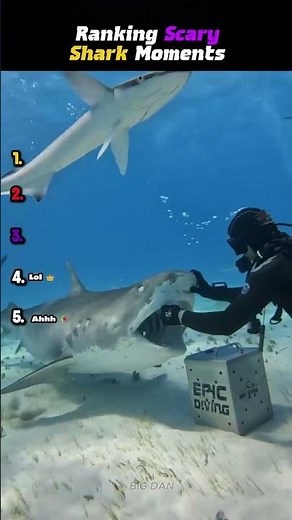 Ranking Scary Shark Moments