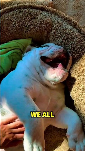 The 2 Secrets Behind The Belly Rub dog - Happy Dog