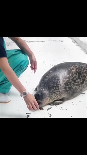 Yuki the Shy Ringed Seal: Adorable Moments