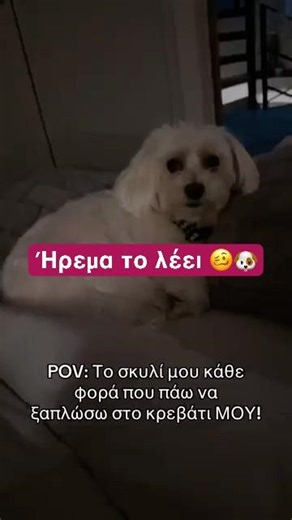 Μπορείς να διαφωνήσεις με το σκυλί σου; Ήρεμα το λέει! 🥴🐶 #shorts | Maria Koutroulaki