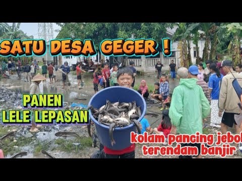 SATU DESA GEGER !! PANEN IKAN LELE YANG LEPAS DARI KOLAM PEMANCINGAN YANG TERENDAM BANJIR