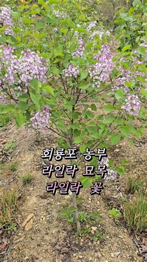 회룡포 농부/라일락 묘목/라일락 꽃