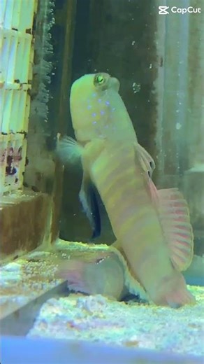 Bluespotted Watchman Goby 💙