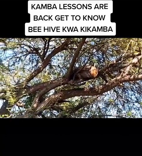 learn kamba#beehive #kambalessons #kambasong #viral #Mukambainternational #foryourpagechallenge #kambasong #fyp #trending #kambatiktok #Kambas