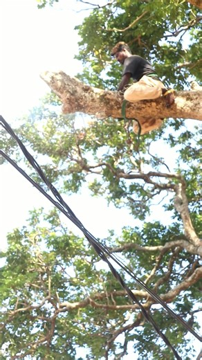 Husqvarna Just Went VIRAL for This Cut! 👀⚙️ #husqvarna365mortvideo #treefelling | Life tree cutting warriors