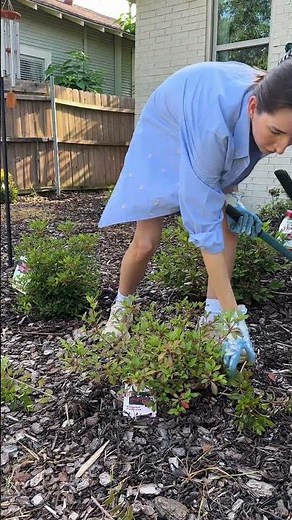 Pruning your Encore® Azaleas? Timing is everything ✂️