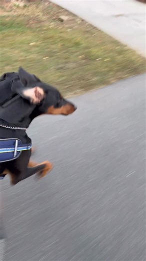 Enjoying a bike ride with my two dobies: DJ & Yama | David Hayes