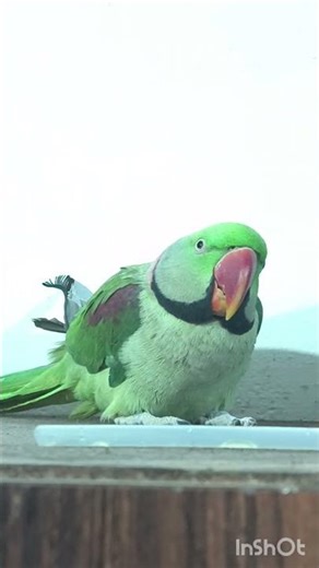 parrots calling sound #parrot #talkingparot #parrotlover