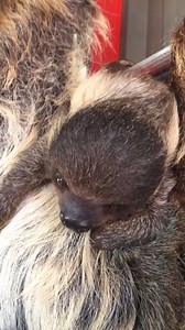 Welcome back to the Friday Feature! Linnaeus’s two-toed sloth is a species of sloth found in the ever hot and humid rainforests of South America north of the Amazon River. They have bigger bodies than their three-toed relatives and have longer hair and bigger eyes as well. These solitary and nocturnal animals only descend to the rainforest floor about once a week to relieve themselves because this is when they are vulnerable to a variety of predators ranging from harpy eagles to ocelots. Otherwi