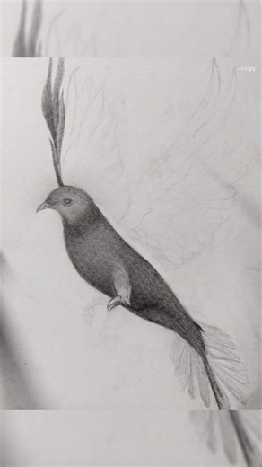 Pencil Sketching Bird Drawing #art #shorts #viral #youtube