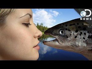 How Did Land Animals Evolve?