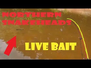 Catching northern snakeheads with live bluegills and bull minnows for bait! Tips and tricks.
