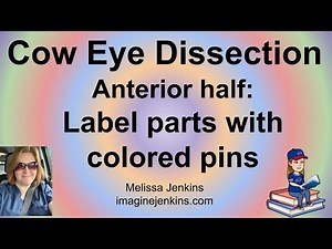 Cow Eye Dissection Part 7 = Use colored pins to label parts of the anterior eye