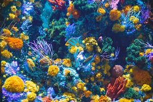 Comprendre la palette de couleurs du corail - Mer & Océan