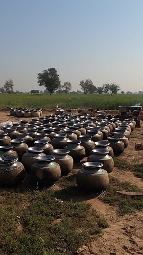 Grand Village Wedding Feast | Traditional Food Preparation for 8000 People