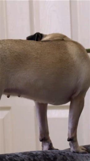 Dolly's destructive behaviour and pooing and peeing in the house when left alone is a classic case of separation anxiety. #pug #jackrussell #dogtrainingtips #dogreels #doglife | Dogs Behaving Very Badly