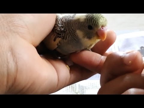 How to hand feed a baby budgie (For beginners)