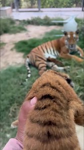 7.5K views · 124 reactions | Cute Tiger Cubs with Tigress ❤️ #tiger #wildlife #animals | ALi Khan AK | Facebook