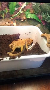 13K views · 246 reactions | #beardedlizard #beardeddragon #reptile #reptiles #reptiletiktok #lizard #tegulizard #dart ##PartyWithVMAs #reptilekeeper #reptilemom #tegusta | Bearded Dragon | Facebook