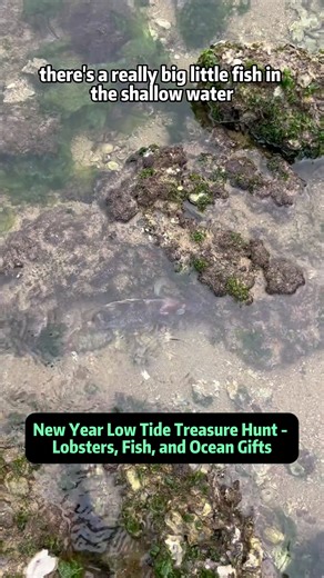 New Year Low Tide Treasure Hunt - Lobsters, Fish, and Ocean Gifts Happy New Year. On this winter low tide, I walked into the shallow sea to see what surprises the ocean prepared for us. From struggling fish hidden in tidal pools to beautiful lobsters enjoying the sunlight, every step felt like opening a New Year gift from the sea. We spotted what looks like grouper fish, twin fish hiding in the rocks, mantis shrimp gathering like they're hosting a New Year party, and even colorful crabs sunbathi
