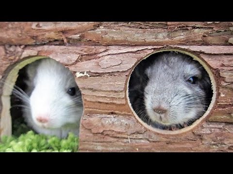 Cute Baby Chinchillas Squeaking in a Miniature House!