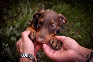 How to Get a Doberman Puppy to Stop Biting: The Best Method - Doberman Planet