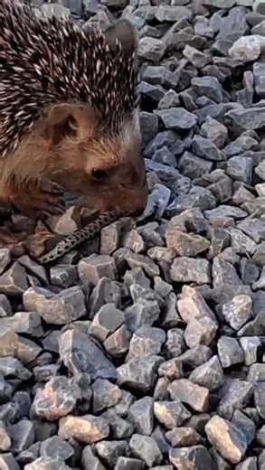Depredación de erizo moruno sobre culebra de herradura / Predation of Algerian hedgehog upon snake