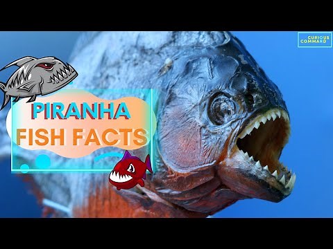 Piranha Fish Facts