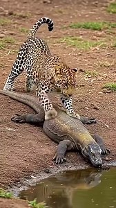 Leopard crunch a neck of Lizard 😨 _ _ _ _ _ _ _ _ _ #leopard #lizard #leopardvslizard #leopardattack #wildafrica #wildanimalshorts #wildanimals #wildlifeprotection #dis #discoverearth #wildlifeindia #maasai #nature #naturephotography #netgeowildlife #wildlifephotographer #krugernationalpark #nationalgeographic #fypシ゚ #lions #viralreelsシ #dontunderviewmyvideo | Paint Expert