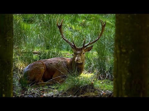 Red deer wallowing in mud