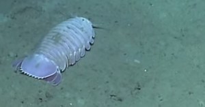 Deep Sea Isopods Look Like Huge Rolly Pollies