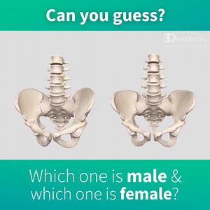 2.7K views · 36 reactions | Starting to get back in the swing of things? We’ll start the year with an easy one for you: can you tell which pelvis is which? Leave your answer in the comments below! Not sure of the answer? Kick-start your revision with the female and male pelvis anatomy models in Complete Anatomy! Learn more at https://3d4medical.com/apps/complete-anatomy#female | Complete Anatomy | Facebook